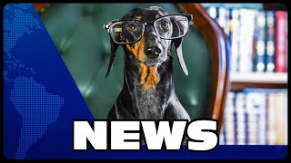 Dachshund Breaking News on Doxie Din Channel [upl. by Teryl]