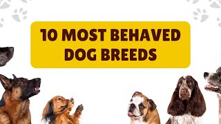 Find Your Perfect Pup Top 10 Best Behaved Dog Breeds 2024 [upl. by Ambert]