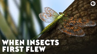 When Insects First Flew [upl. by Feinleib]