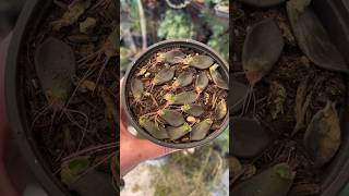 Succulent Propagation Tips [upl. by Calderon821]