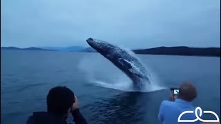 Double Humpback Whale Breach Incredibly Close [upl. by Clarance]