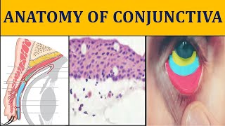 ANATOMY OF CONJUNCTIVA made easy  ophthalmology anatomy I [upl. by Burwell]