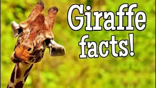 Giraffe Facts for Kids  Classroom Edition Giraffes Learning Video [upl. by Sinegold]