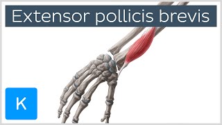 Extensor Pollicis Brevis Muscle  Origins amp Function  Anatomy  Kenhub [upl. by Oinoitna701]