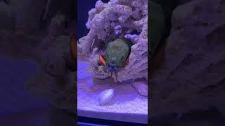 Mantis Shrimp Punch Test mantisshrimp fishing coyotepeterson closeup [upl. by Luane]