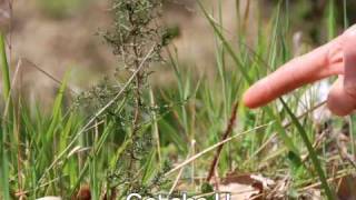 Wild Asparagus  how to find them [upl. by Daraj]