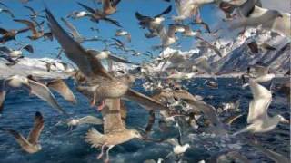 Lofotfiske amp Havørn opplevelser Lofoten [upl. by Anawqahs928]