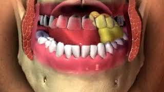 Mastication chewing animation [upl. by Hannahc]