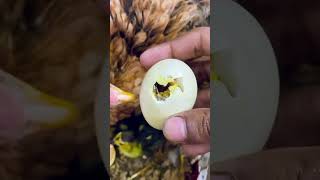 The Miracle of Hatching Chick Breaks Free from Eggshell  Chick Hatching Process [upl. by Kerin67]