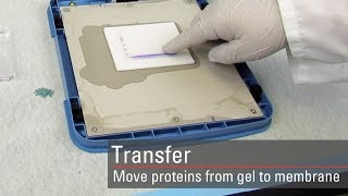 Transfer proteins to the membrane for Western blot analysis [upl. by Elreath]