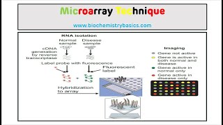 Microarray Technique  DNA Microarray [upl. by Ahsyia742]