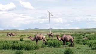 Camels running wild in Mongolia [upl. by Yenaffit]