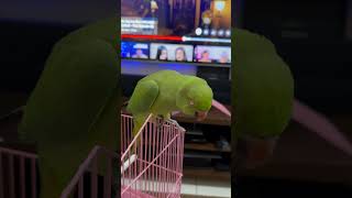 Kiwi the Indian ring neck parrot cockatielsinging cute cockatoodancing cockatiel birds pets [upl. by Lyndel144]