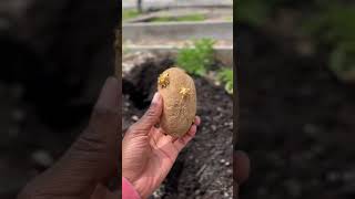 The Surprising Reason You Shouldnt Throw Out Old Potatoes [upl. by Annodal]