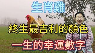 生肖屬相雞！屬雞人終身最吉利的顏色！生肖屬雞人一生的幸運數字！本期視頻講述生肖雞！生肖 風水 財運 佛教 [upl. by Naples48]