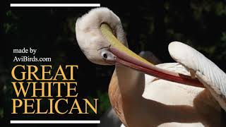 Great White Pelican Pelecanus Onocrotalus [upl. by Attelliw]