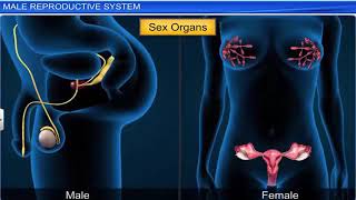 Reproduction Process In Humans Humans Reproductive Organs detail study Class 12th and 10th [upl. by Eened]