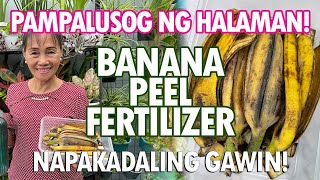 BALAT NG SAGING PAMPATABA NG HALAMAN Banana Peel Fertilizer Tutorial  Haydees Garden [upl. by Sayre]