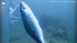 Diver rescues tiny fish trapped inside plastic bag in Thailand [upl. by Aileon]