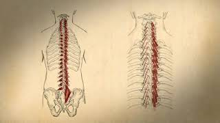 Transversospinalis Group [upl. by Olenka]