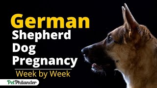 German Shepherd Pregnancy Stages Week by Week  Dog Health  Pet Care [upl. by Ribaudo]