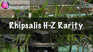 Rhipsalis Species HZ Rarity [upl. by Flight269]