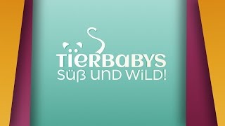 „Tierbabys  süß und wildquot  Die neue TierDoku bei VOX [upl. by Eitsyrc]