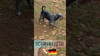 Schnauzer Barking DOG SHORTS [upl. by Haniraz]