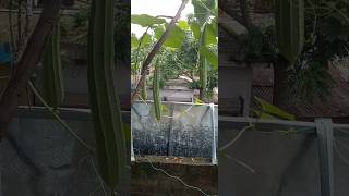 rooftop gardenshortvideo gardening সবজি [upl. by Greyson]