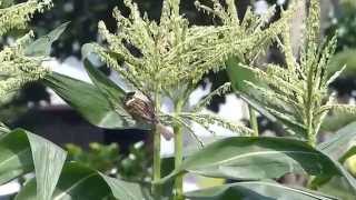 Tree Sparrow Eats Corn Aphid スズメ（野鳥）がトウモロコシアブラムシを捕食 [upl. by Notelrahc526]