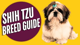 Shih Tzu Dog Breed The Complete Guide [upl. by Orual]