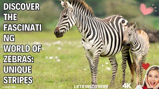 Discover the Fascinating World of Zebras Unique Stripes Social Behavior and Life in the Wild [upl. by Nehcterg]