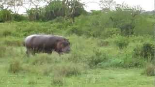 Hippo running into the pond Serengeti National Park [upl. by Aiva967]