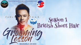 Grooming Lesson with Fadly Fuad session 1 British Short Hair BSH [upl. by Ennovehc]