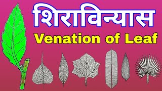 Venation of leaf  शिराविन्यास  Types of venation in leaf  Reticulate venation  Parallel venation [upl. by Thill740]