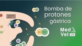 Síntesis de ácido clorhídrico HCL Bomba de protones Versión completa [upl. by Mcferren]