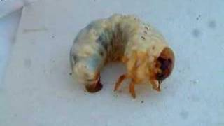 Stag beetle larva Lucanus cervus [upl. by Ailedo]