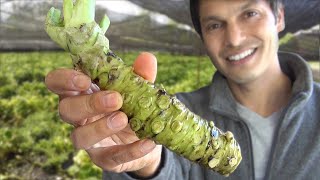 DEADLY WASABI CHALLENGE WARNING Do NOT Try This At Home ft Alex Wassabi [upl. by Nysa763]