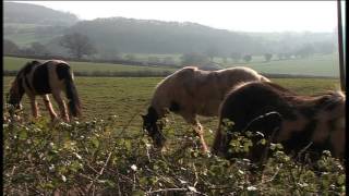 Part 1 Week In Week Out quotMy Big Fat Gypsy Horse Problemquot Feb 2012 Part 1 VTS011VOB [upl. by Llevad]