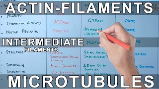 Microfilaments vs Microtubules vs Intermediate Filaments [upl. by Notxam146]