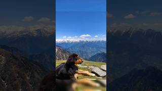 Paws at Chandrakhani Pass shorts [upl. by Ingar552]