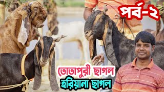 পর্ব২। তোতাপুরী বাচ্চা সহ। তোতাপুরী পাঠা। হরিয়ানা ১০০ গাভীন ছাগলের দাম জানুন। হান্নান ভাই [upl. by Hudnut944]