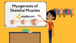 Myogenesis of Skeletal Muscles  Embryology Video Lecture  VLearning  sqadiacom [upl. by Okihsoy]