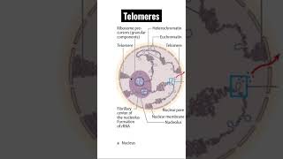 Telomeres Your Biological Clock Is Ticking [upl. by Tristan]