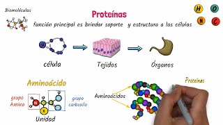 ¿Qué son los LÍPIDOS Estructura función características tipos y ejemplos [upl. by Marris]