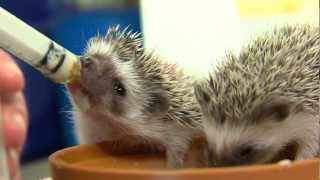 Cutest Baby Hedgehogs Ever  Cincinnati Zoo [upl. by Nitniuq937]