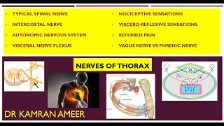 All Nerves Thorax  Intercostal Nerves Autonomic Nerves Vagus Nerve Phrenic nerve  M Kamran Ameer [upl. by Nole]