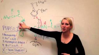 Chymotrypsin Mechanism [upl. by Latashia]