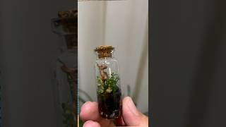 Tiny Terrariums [upl. by Vito118]