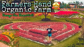 FARMERS HAND ORGANIC FARM  quotJumarap Banga  The Beautiful quot BangaTheBeautiful DonJuanDer [upl. by Yentrac780]